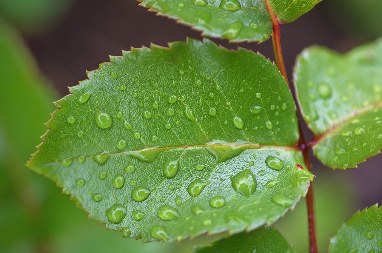 探秘绿色的艺术，深度解析园艺学报——走进植物世界的学术殿堂