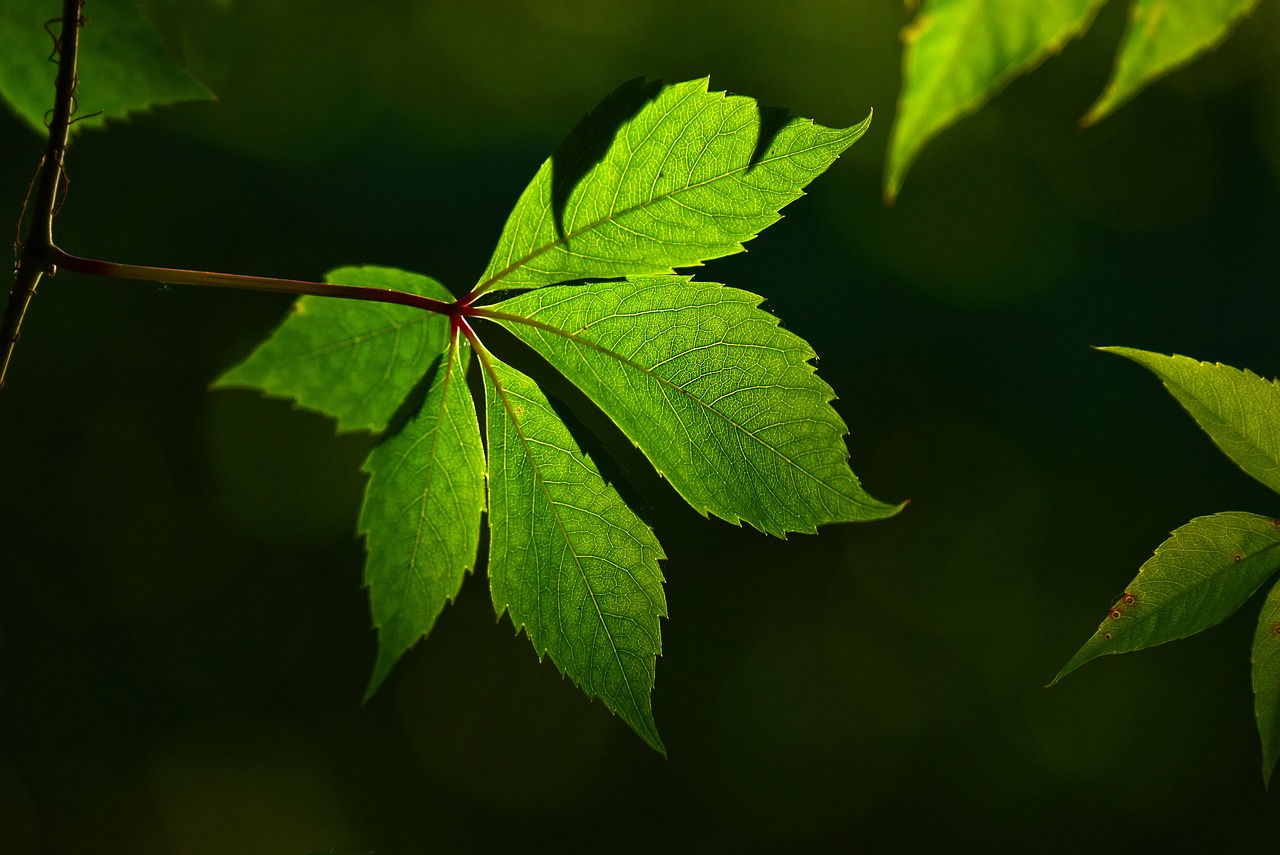 揭秘湖北绿色守护者——探访湖北植物保护网，生态文明的新坐标